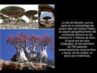 La isla de Socotra, que es
  parte de un archipiélago de
cuatro islas del Océano Índico,
se separó geográficamente del
   continente africano en los
últimos 6 ó 7 millones de años.
       Al igual que las islas
 Galápagos, la isla está llena
         de 700 especies
extremadamente raras de flora
    y fauna, de las cuales, un
      tercio son endémicas.
 