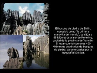 El bosque de piedra de Shilin,
    conocido como “la primera
 maravilla del mundo”, se sitúa a
86 kilómetros al sur de Kunming,
capital de la provincia de Yunnán.
   El lugar cuenta con unos 400
kilómetros cuadrados de bosques
 de piedra, caracterizados por la
         topografía kárstica.
 