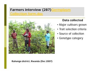 Untapped potential of genetic diversity of cassava in the great lakes region of Africa