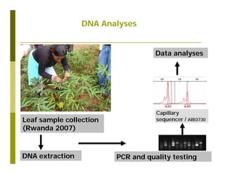 Untapped potential of genetic diversity of cassava in the great lakes region of Africa