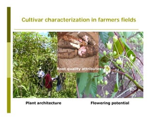 Untapped potential of genetic diversity of cassava in the great lakes region of Africa