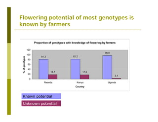 Untapped potential of genetic diversity of cassava in the great lakes region of Africa