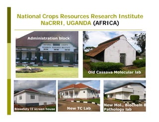 Untapped potential of genetic diversity of cassava in the great lakes region of Africa