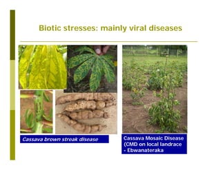 Untapped potential of genetic diversity of cassava in the great lakes region of Africa
