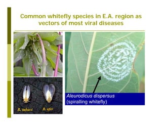 Untapped potential of genetic diversity of cassava in the great lakes region of Africa