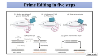 Prime Editing Technology: Advancements and Applications in Plant ...