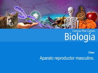 Clase
Aparato reproductor masculino.
 