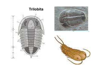 Trilobita
 