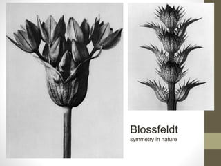 Blossfeldt
symmetry in nature
 