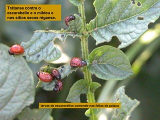 Trátanse contra o
escarabello e o mildeu e
nos sitios secos réganse.

larvas de escaravellos comendo nas follas de pataca

 