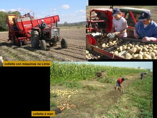 colleita con máquinas na Limia

colleita á man

 