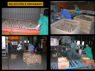 SELECCIÓN E ENVASADO

 