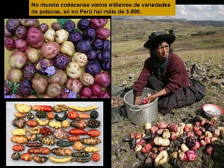 No mundo coñécense varios milleiros de variedades
de patacas, só no Perú hai máis de 3.000.

 