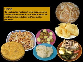USOS
Os tubérculos (patacas) empréganse como
alimento directamente ou transformadas en
multitude de produtos: fariñas, purés,
petiscos...

 