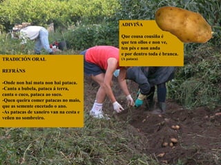 ADIVIÑA

TRADICIÓN ORAL
REFRÁNS
-Onde non hai mata non hai pataca.
-Canta a bubela, pataca á terra,
canta o cuco, pataca ao suco.
-Quen queira comer patacas no maio,
que as semente encetado o ano.
-As patacas de xaneiro van na cesta e
veñen no sombreiro.

Que cousa cousiña é
que ten ollos e non ve,
ten pés e non anda
e por dentro toda é branca.
(A pataca)

 