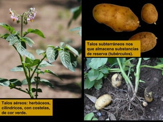 Talos subterráneos nos
que almacena substancias
de reserva (tubérculos).

Talos aéreos: herbáceos,
cilíndricos, con costelas,
de cor verde.

 