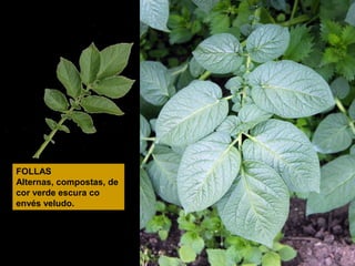 FOLLAS
Alternas, compostas, de
cor verde escura co
envés veludo.

 