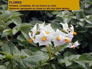FLORES
Simples, completas, de cor branca ou rosa.
Aparecen agrupadas en cimas no alto dos talos aéreos.

 