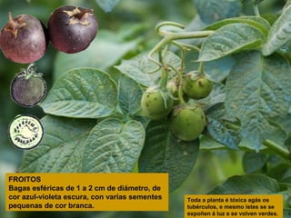 FROITOS
Bagas esféricas de 1 a 2 cm de diámetro, de
cor azul-violeta escura, con varias sementes
pequenas de cor branca.

Toda a planta é tóxica agás os
tubérculos, e mesmo istes se se
expoñen á luz e se volven verdes.

 