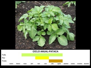CICLO ANUAL-PATACA
Folla
Flor
Froito
xaneiro

febreiro

marzo

abril

maio

xuño

xullo

agosto

setembro

outubro

novembro

decembro

 