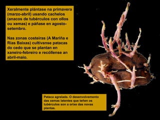 Xeralmente plántase na primavera
(marzo-abril) usando cachelos
(anacos de tubérculos con ollos
ou xemas) e páñase en agostosetembro.
Nas zonas costeiras (A Mariña e
Rías Baixas) cultívanse patacas
do cedo que se plantan en
xaneiro-febreiro e recóllense an
abril-maio.

Pataca agrelada. O desenvolvemento
das xemas latentes que teñen os
tubérculos son a orixe das novas
plantas.

 