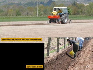 sementeira de patacas na Limia con máquina

sementeira á man

 