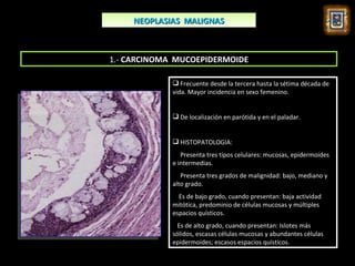 NEOPLASIAS MALIGNAS



1.- CARCINOMA MUCOEPIDERMOIDE

              Frecuente desde la tercera hasta la sétima década de
             vida. Mayor incidencia en sexo femenino.


              De localización en parótida y en el paladar.


              HISTOPATOLOGIA:
                Presenta tres tipos celulares: mucosas, epidermoides
             e intermedias.
                Presenta tres grados de malignidad: bajo, mediano y
             alto grado.
               Es de bajo grado, cuando presentan: baja actividad
             mitótica, predominio de células mucosas y múltiples
             espacios quísticos.
               Es de alto grado, cuando presentan: Islotes más
             sólidos, escasas células mucosas y abundantes células
             epidermoides; escasos espacios quísticos.
 