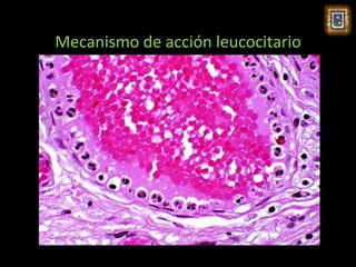Mecanismo de acción leucocitario
 