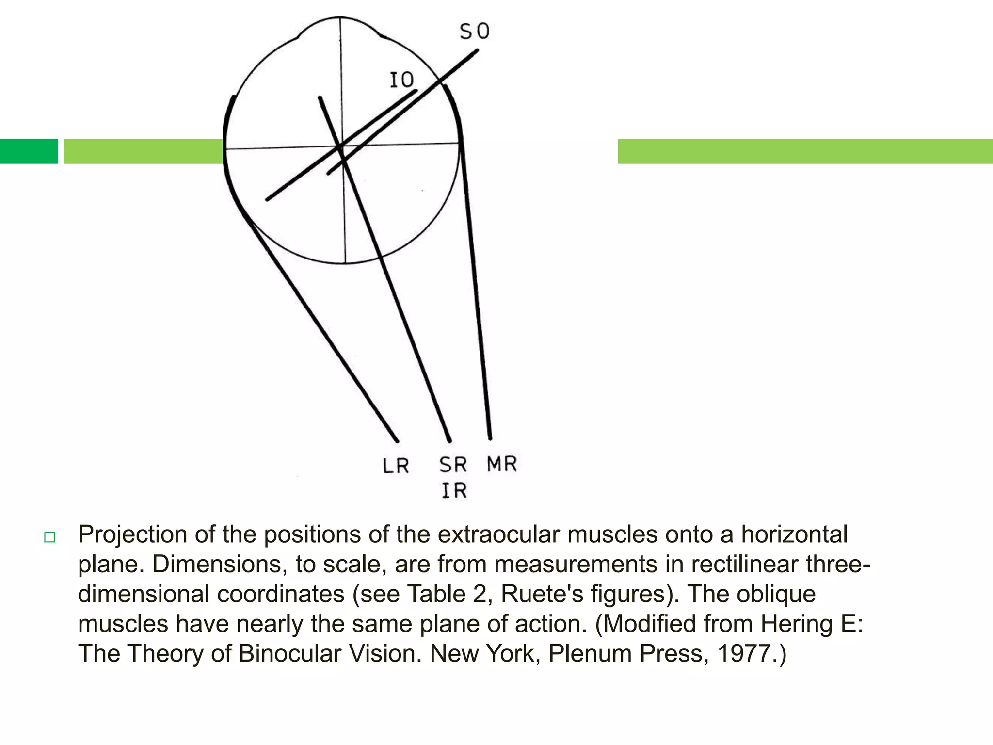    Projection of the positions of the extraocular muscles onto a horizontal
    plane. Dimensions, to scale, are from measurements in rectilinear three-
    dimensional coordinates (see Table 2, Ruete's figures). The oblique
    muscles have nearly the same plane of action. (Modified from Hering E:
    The Theory of Binocular Vision. New York, Plenum Press, 1977.)
 