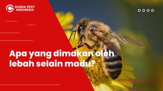 Apa yang dimakan oleh
lebah selain madu?
www.gardapest.co.id
 