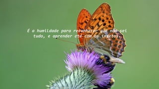 É a humildade para reconhecer que não sei
tudo, e aprender até com os insetos.
 