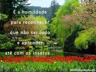 É a humildade  para reconhecer  que não sei tudo  e aprender  até com os insetos...  