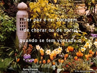 Ter paz é ter coragem  de chorar ou de sorrir  quando se tem vontade...   