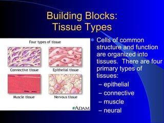 A&P Basic Elements Of Anatomy 2009 | PPT