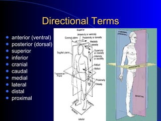 A&P Basic Elements Of Anatomy 2009 | PPT