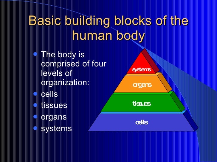 A&P Basic Elements Of Anatomy 2009
