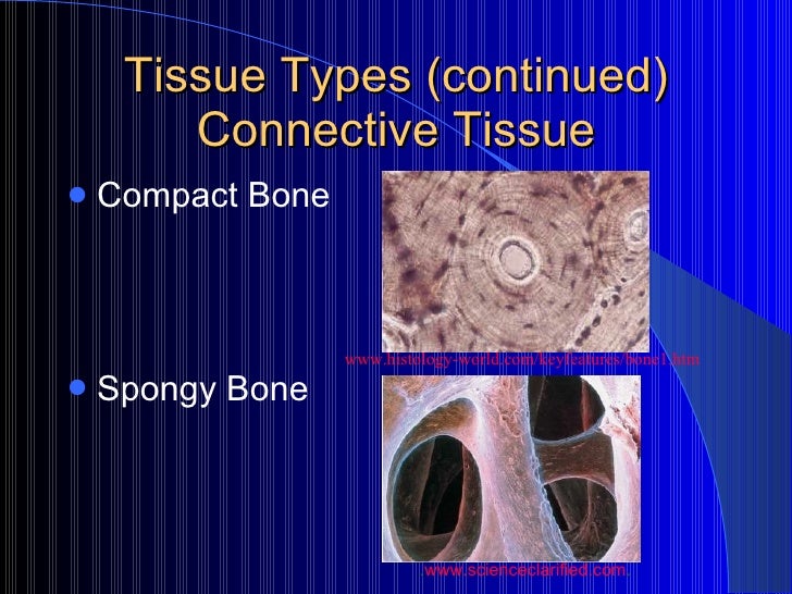 A&P Basic Elements Of Anatomy 2009
