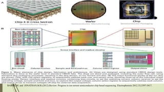 BARRY, M. and JONATHAN,M.R.(2012).Review: Progress in ion torrent semiconductor chip based sequencing. Electrophoresis 2012.33,3397-3417.
 