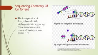 Sequencing Chemistry Of
Ion Torrent
 The incorporation of
deoxyribonucleotide
triphosphate into a growing
DNA strand causes the
release of hydrogen ion /
proton (H⁺) .
https://upload.wikimedia.org/wikipedia/commons/thumb/1/10/DNTP_n
ucleotide_incorporation_reaction.svg/1280px-
DNTP_nucleotide_incorporation_reaction.svg.png
 