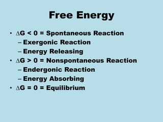 Free Energy
• G < 0 = Spontaneous Reaction
– Exergonic Reaction
– Energy Releasing
• G > 0 = Nonspontaneous Reaction
– Endergonic Reaction
– Energy Absorbing
• G = 0 = Equilibrium
 