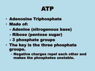 ATP
• Adenosine Triphosphate
• Made of:
- Adenine (nitrogenous base)
- Ribose (pentose sugar)
- 3 phosphate groups
• The key is the three phosphate
groups.
– Negative charges repel each other and
makes the phosphates unstable.
 