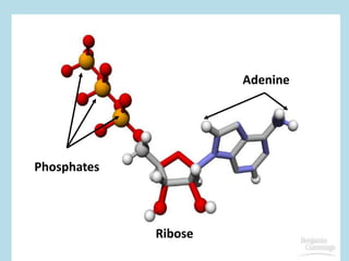 Adenine
Ribose
Phosphates
 