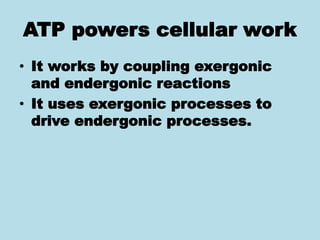 ATP powers cellular work
• It works by coupling exergonic
and endergonic reactions
• It uses exergonic processes to
drive endergonic processes.
 
