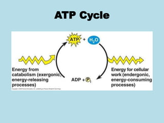 ATP Cycle
 