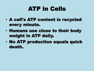 ATP in Cells
• A cell's ATP content is recycled
every minute.
• Humans use close to their body
weight in ATP daily.
• No ATP production equals quick
death.
 