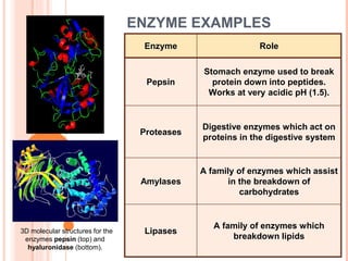 ENZYME EXAMPLES
Enzyme Role
Pepsin
Stomach enzyme used to break
protein down into peptides.
Works at very acidic pH (1.5).
Proteases
Digestive enzymes which act on
proteins in the digestive system
Amylases
A family of enzymes which assist
in the breakdown of
carbohydrates
Lipases
A family of enzymes which
breakdown lipids
3D molecular structures for the
enzymes pepsin (top) and
hyaluronidase (bottom).
 