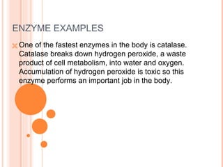 ENZYME EXAMPLES
 One of the fastest enzymes in the body is catalase.
Catalase breaks down hydrogen peroxide, a waste
product of cell metabolism, into water and oxygen.
Accumulation of hydrogen peroxide is toxic so this
enzyme performs an important job in the body.
 