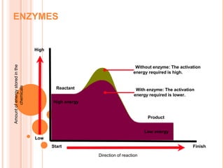 Reactant
Product
Without enzyme: The activation
energy required is high.
With enzyme: The activation
energy required is lower.
ENZYMES
High
Low
Start Finish
Direction of reaction
Amountofenergystoredinthe
chemicals
Low energy
High energy
 