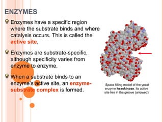 ENZYMES
Enzymes have a specific region
where the substrate binds and where
catalysis occurs. This is called the
active site.
Enzymes are substrate-specific,
although specificity varies from
enzyme to enzyme.
When a substrate binds to an
enzyme’s active site, an enzyme-
substrate complex is formed.
Space filling model of the yeast
enzyme hexokinase. Its active
site lies in the groove (arrowed)
 