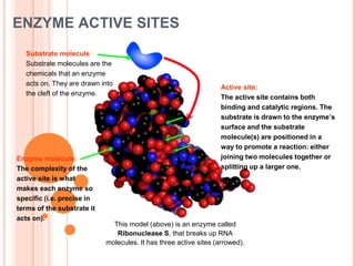 ENZYME ACTIVE SITES
This model (above) is an enzyme called
Ribonuclease S, that breaks up RNA
molecules. It has three active sites (arrowed).
Active site:
The active site contains both
binding and catalytic regions. The
substrate is drawn to the enzyme’s
surface and the substrate
molecule(s) are positioned in a
way to promote a reaction: either
joining two molecules together or
splitting up a larger one.
Enzyme molecule:
The complexity of the
active site is what
makes each enzyme so
specific (i.e. precise in
terms of the substrate it
acts on).
Substrate molecule:
Substrate molecules are the
chemicals that an enzyme
acts on. They are drawn into
the cleft of the enzyme.
 